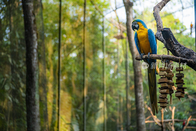 Blue Macaw in a branch, Foz do Iguaçu, Parana, Brazil